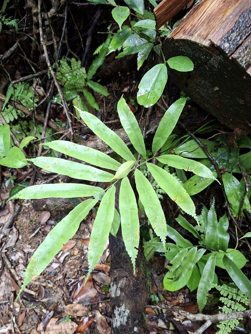 Metaxya scalaris photo 5