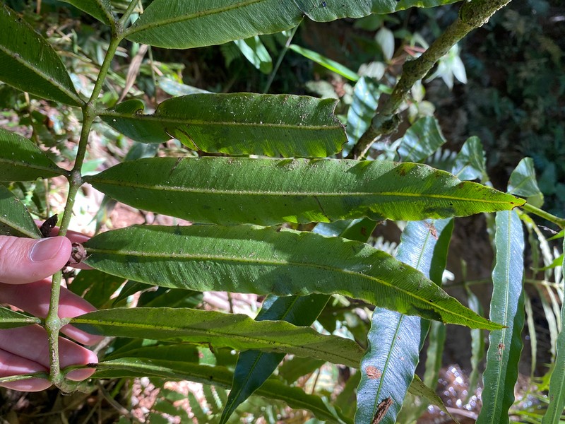 Metaxya scalaris photo 6
