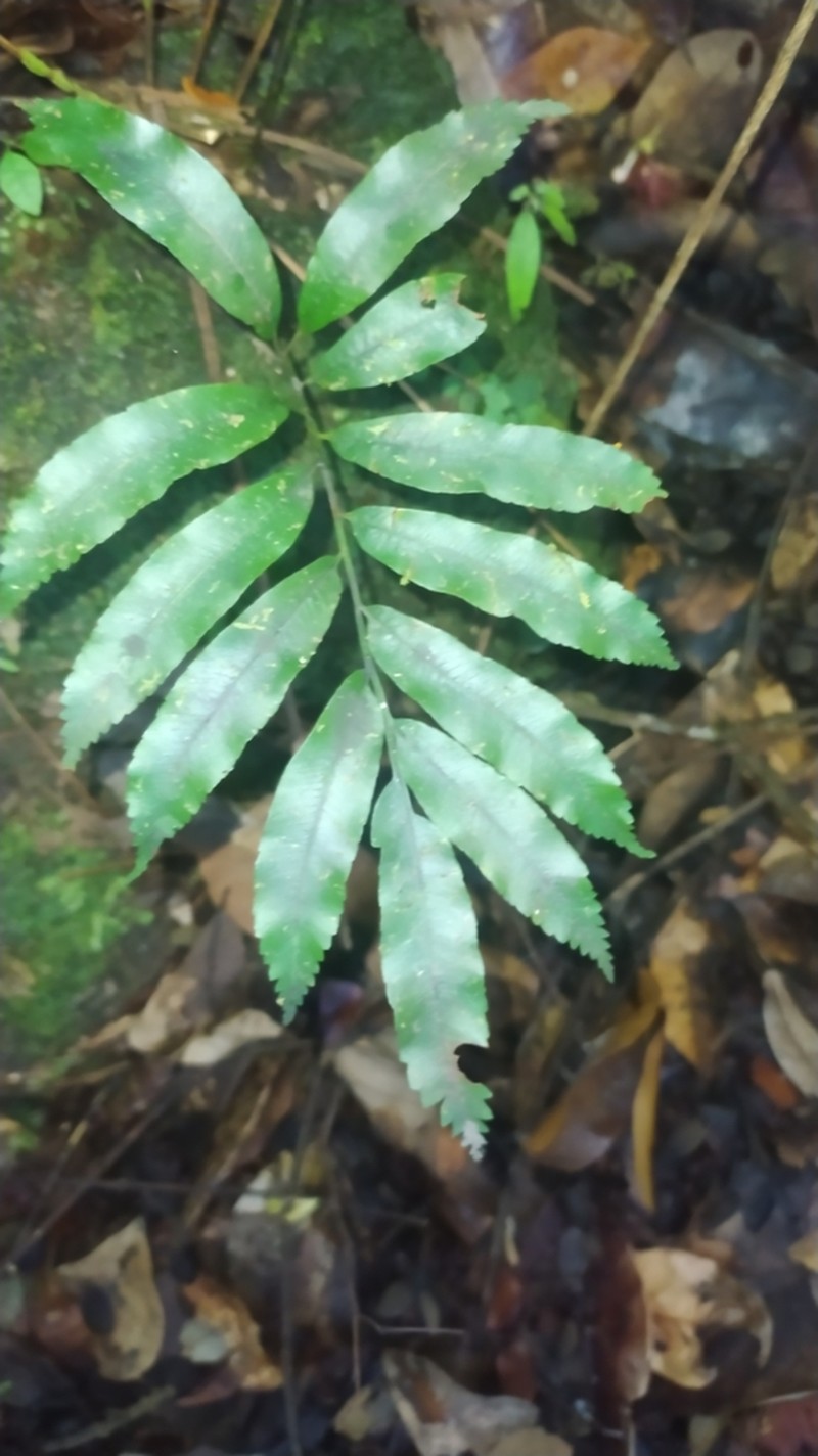 Metaxya scalaris photo 7