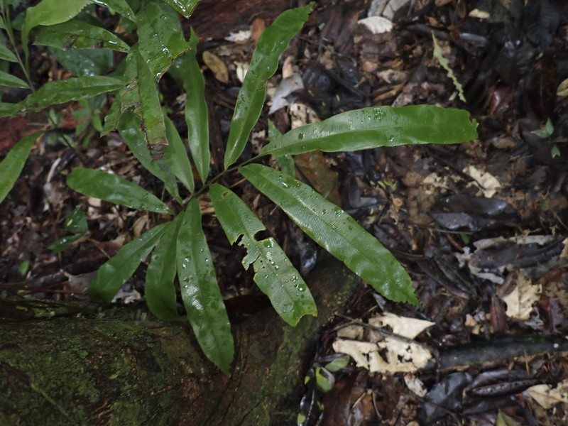 Metaxya scalaris photo 8
