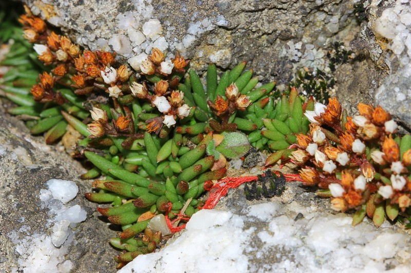 Meterostachys sikokianus