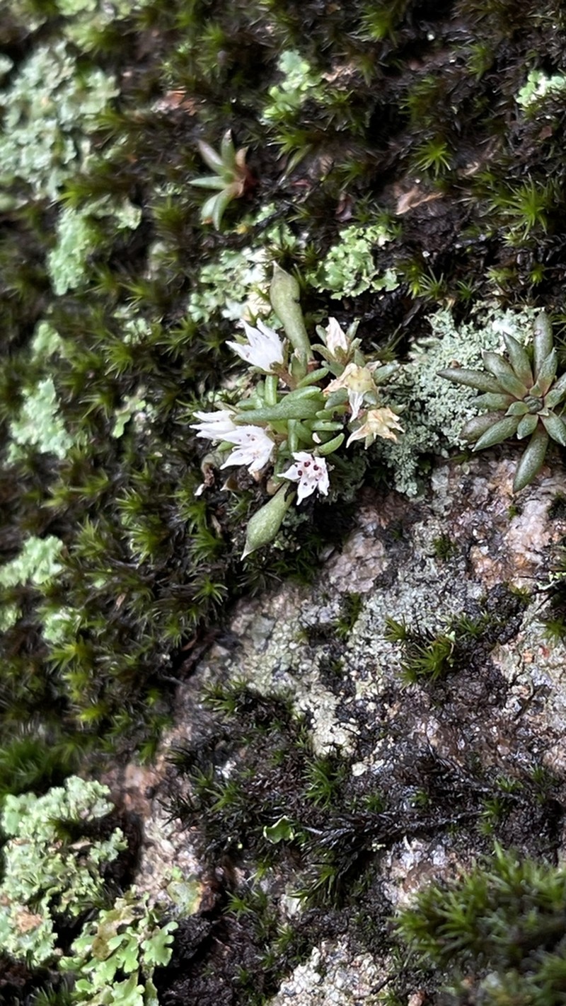 Meterostachys sikokianus photo 2