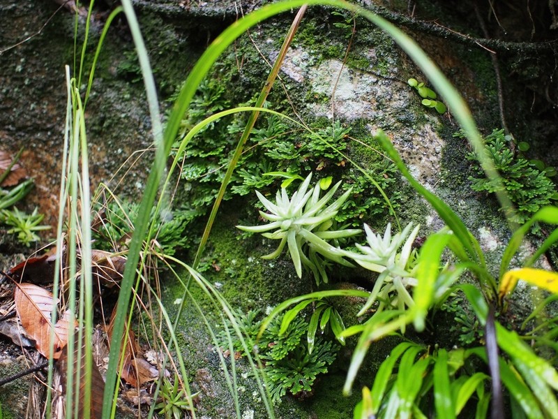 Meterostachys sikokianus photo 3