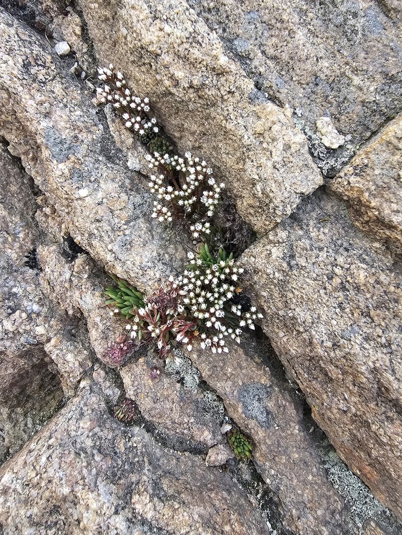 Meterostachys sikokianus photo 4