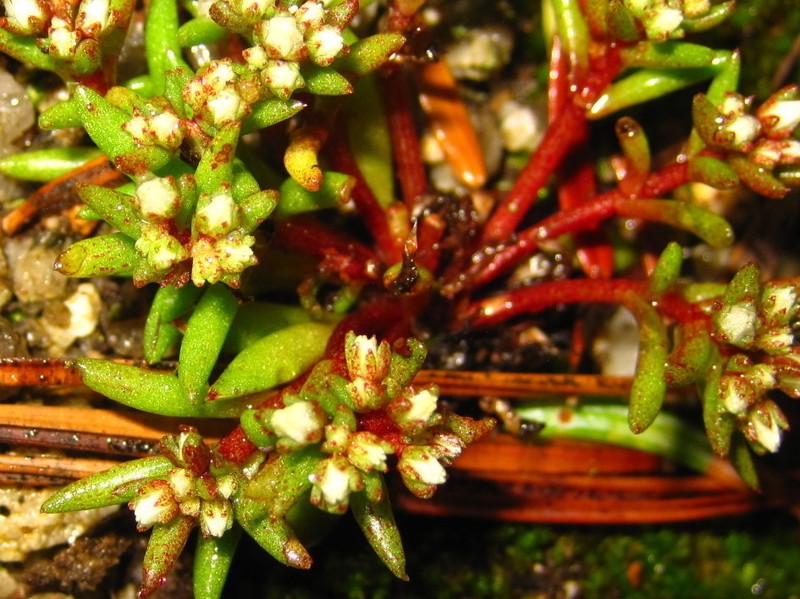 Meterostachys sikokianus photo 5