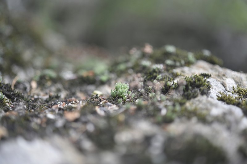 Meterostachys sikokianus photo 6