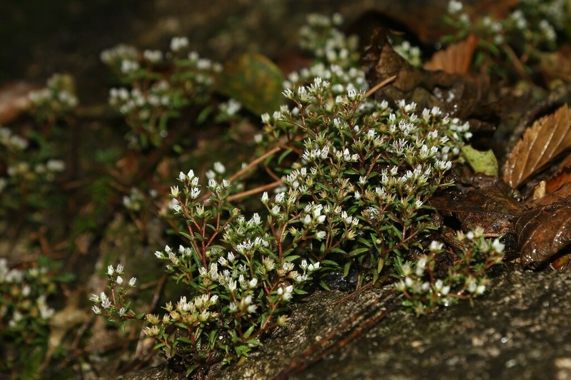 Meterostachys sikokianus photo 8