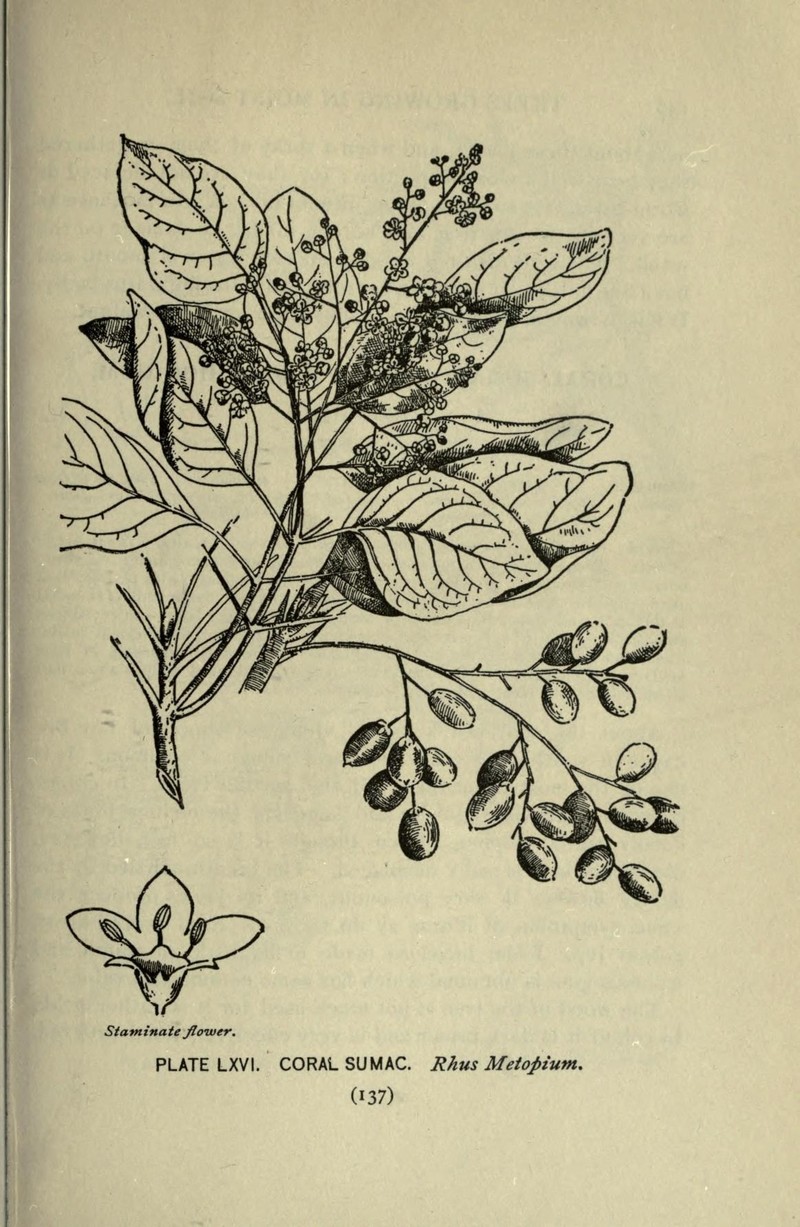 Browne's Poisonwood photo 3