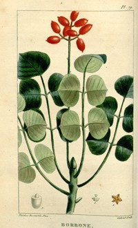 Browne's Poisonwood