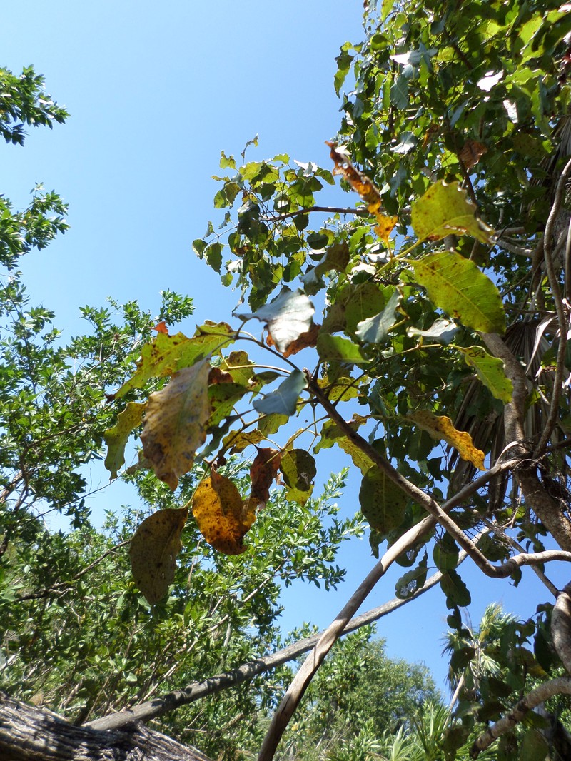 Browne's Poisonwood photo 4