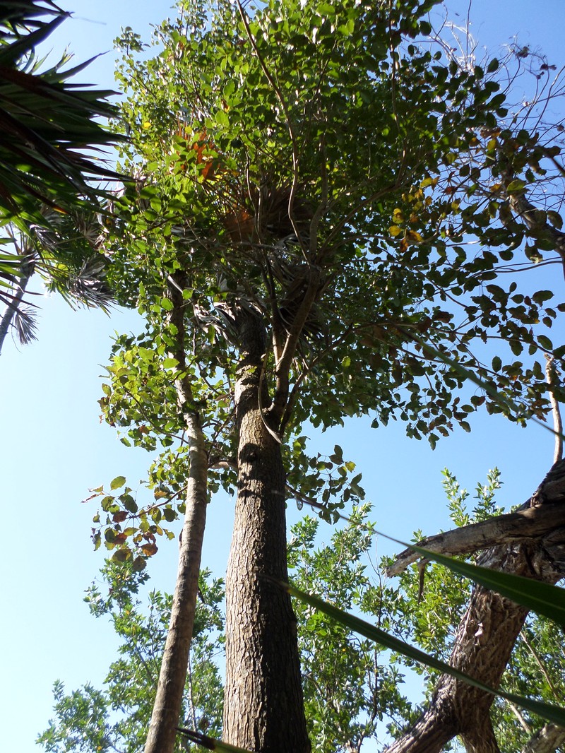 Browne's Poisonwood photo 5