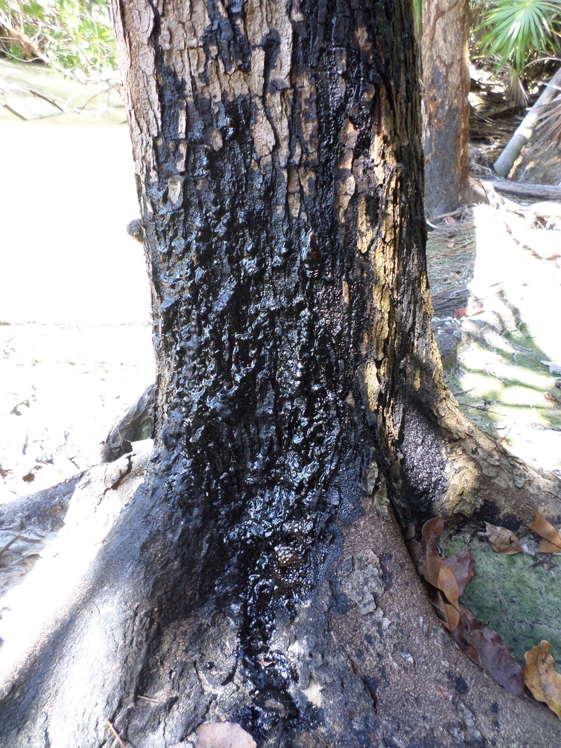 Browne's Poisonwood photo 6