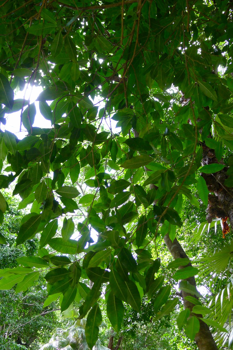 Browne's Poisonwood photo 2