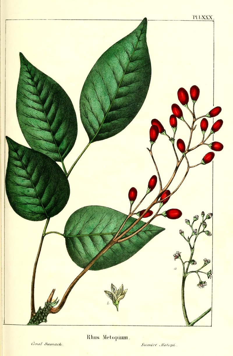 Browne's Poisonwood photo 7
