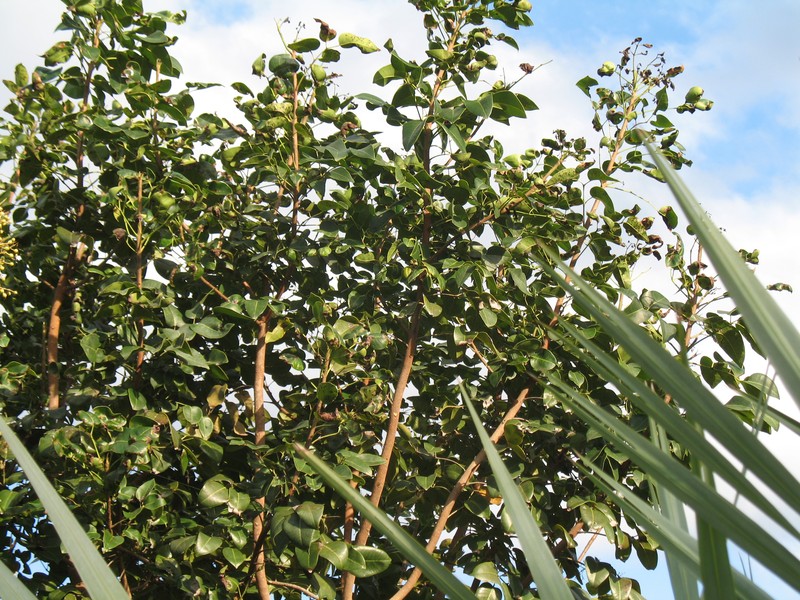 Poisonwood photo 2