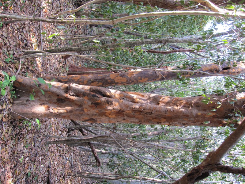 Poisonwood photo 3
