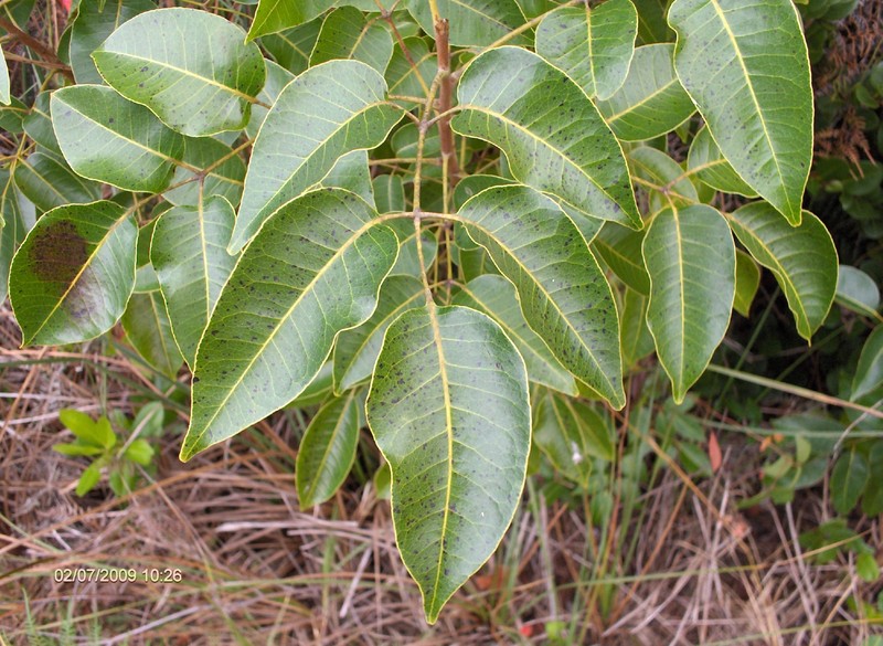 Poisonwood photo 4