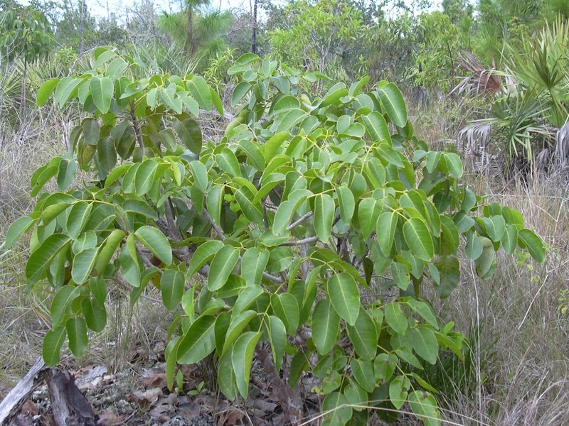Poisonwood photo 5