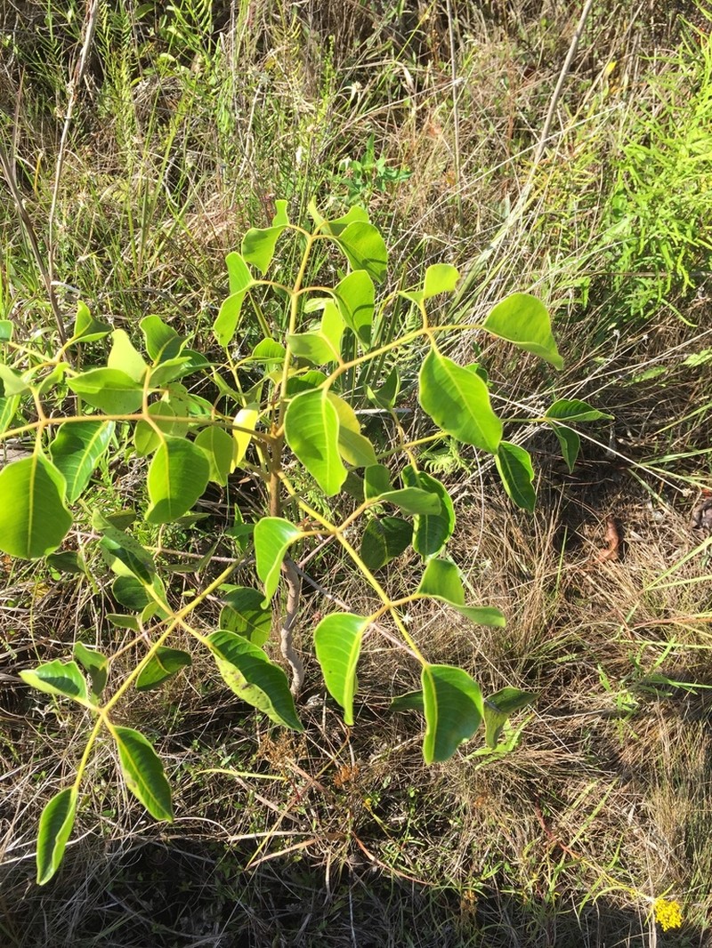 Poisonwood photo 2