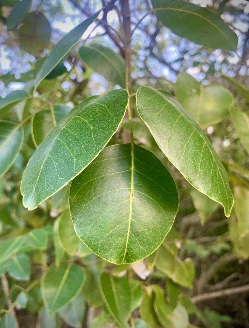 Poisonwood photo 3