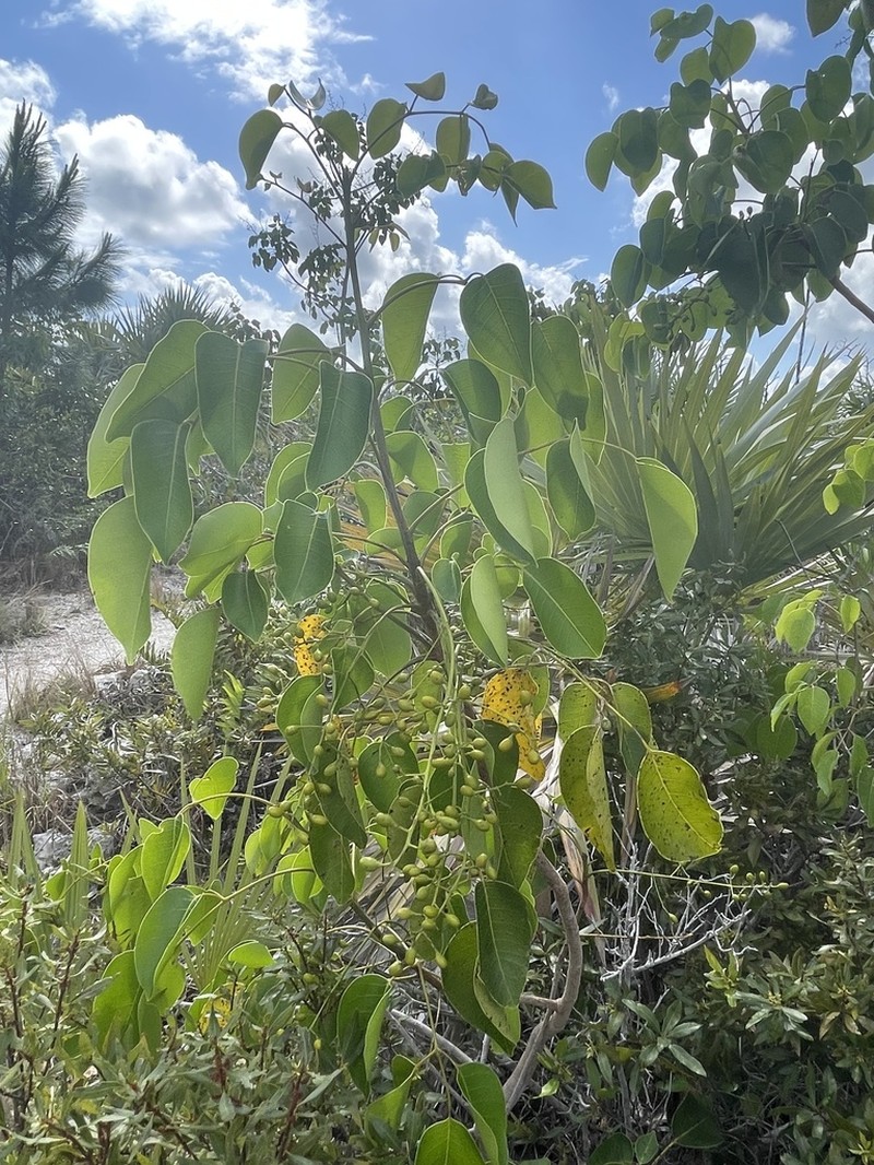 Poisonwood photo 4