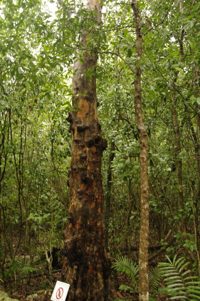 Poisonwood photo 7