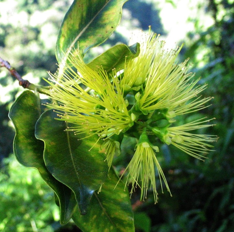 'Ohi'A photo 2