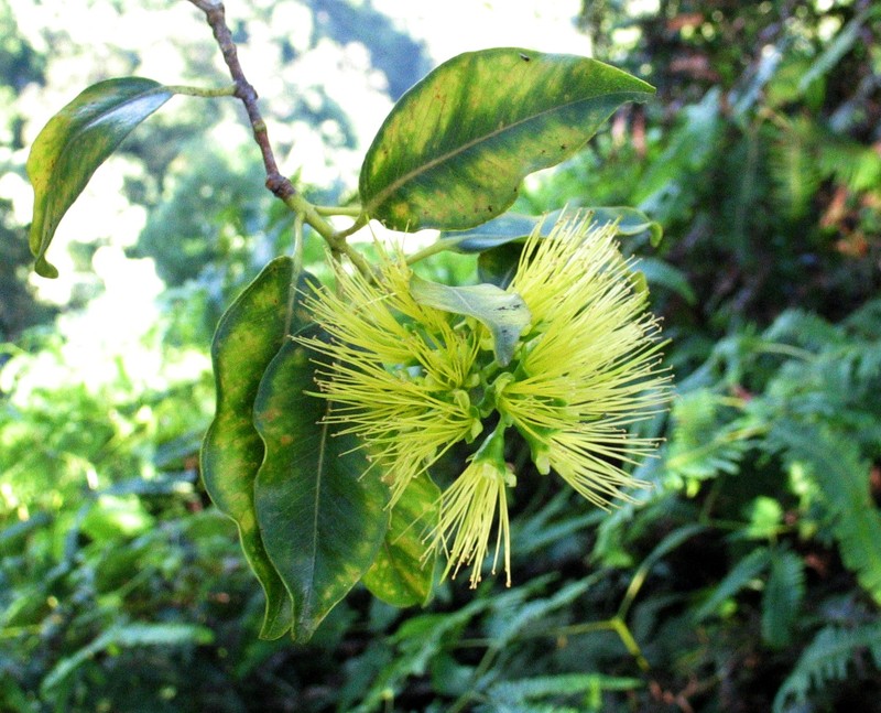 'Ohi'A photo 3