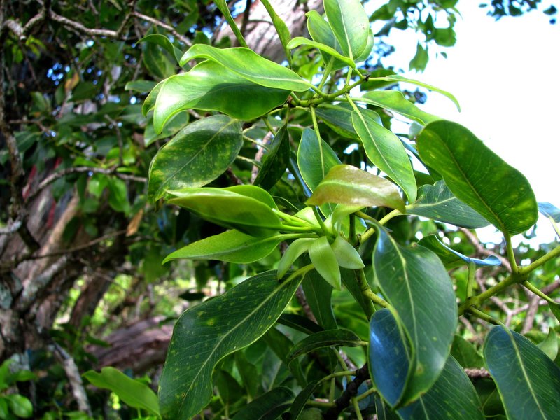 'Ohi'A photo 7