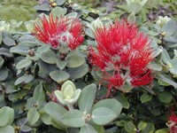 'Ohi'A Lehua
