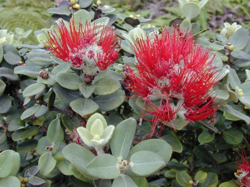 'Ohi'A Lehua