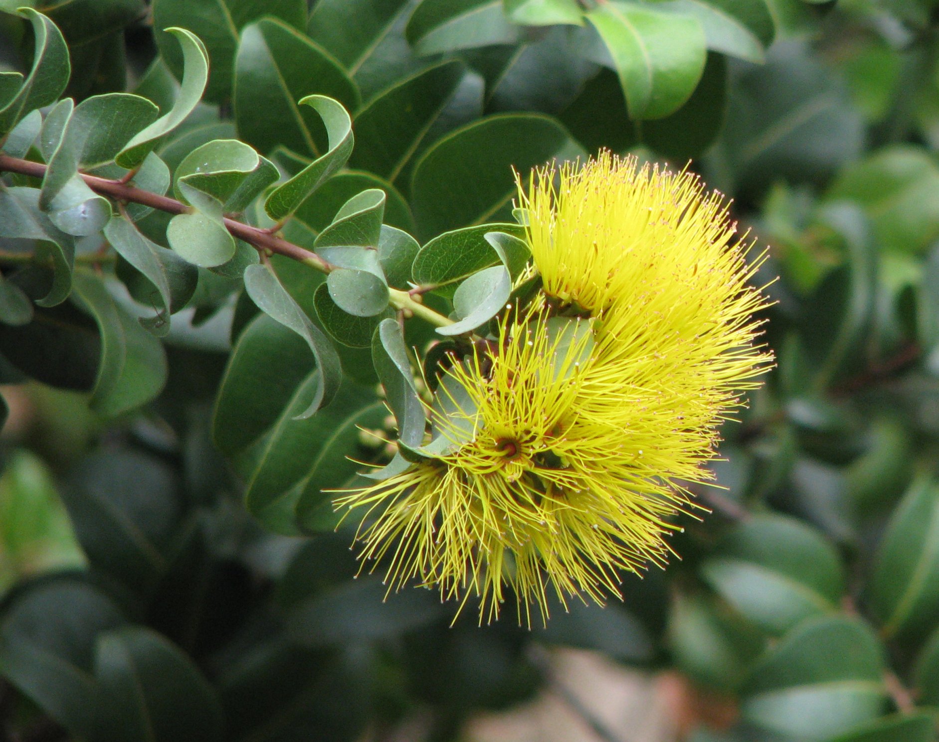 'Ohi'A Lehua photo 7