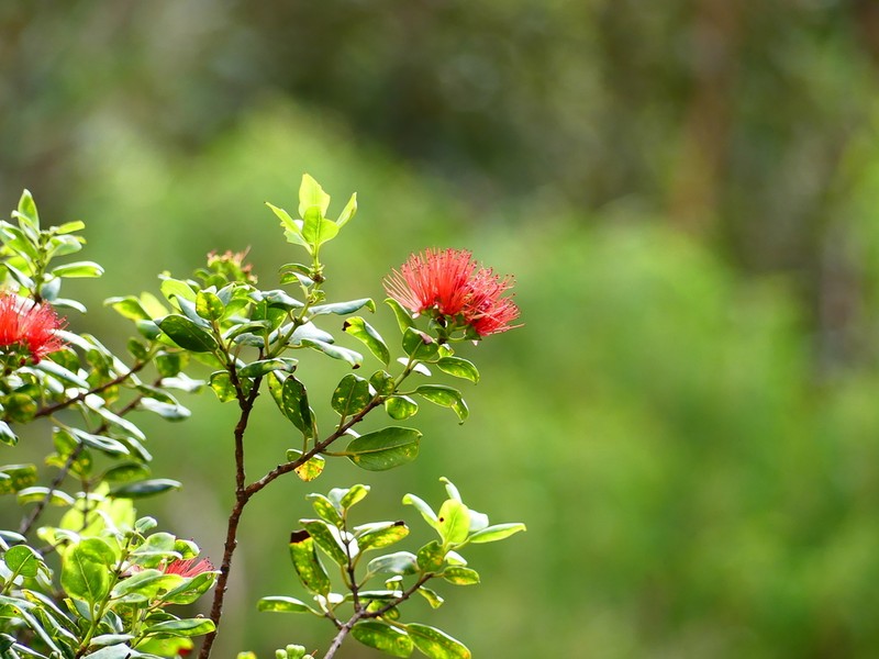'Ohi'A Lehua photo 5