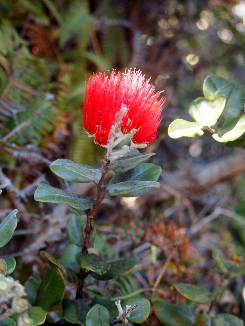 'Ohi'A Lehua photo 6