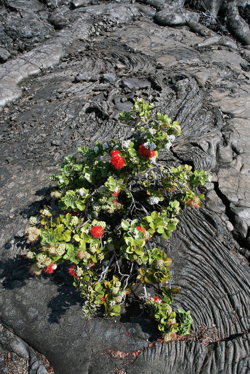 'Ohi'A Lehua photo 7