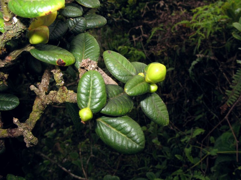 Lehua Papa photo 5