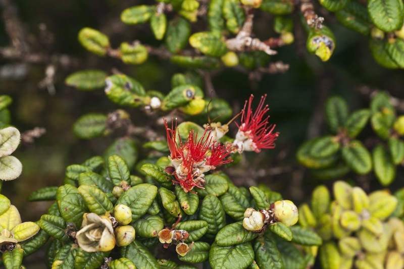 Lehua Papa