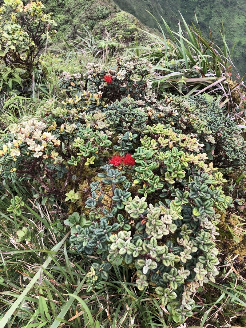Lehua Papa photo 3
