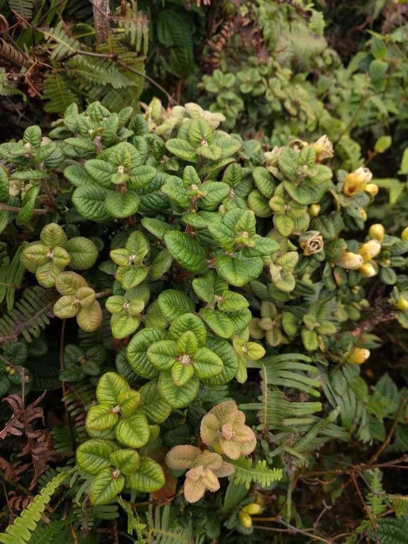 Lehua Papa photo 4