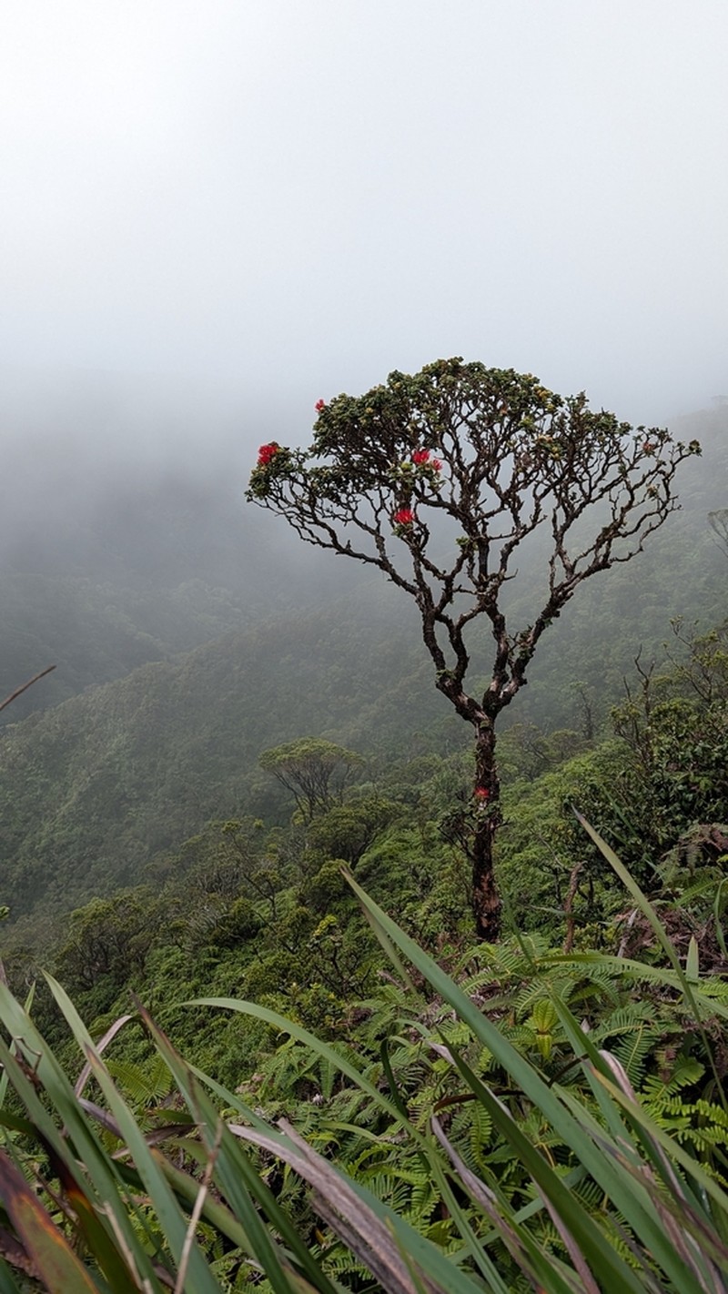 Lehua Papa photo 5