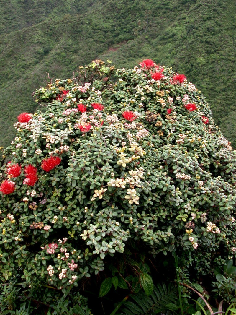 Lehua Papa photo 6