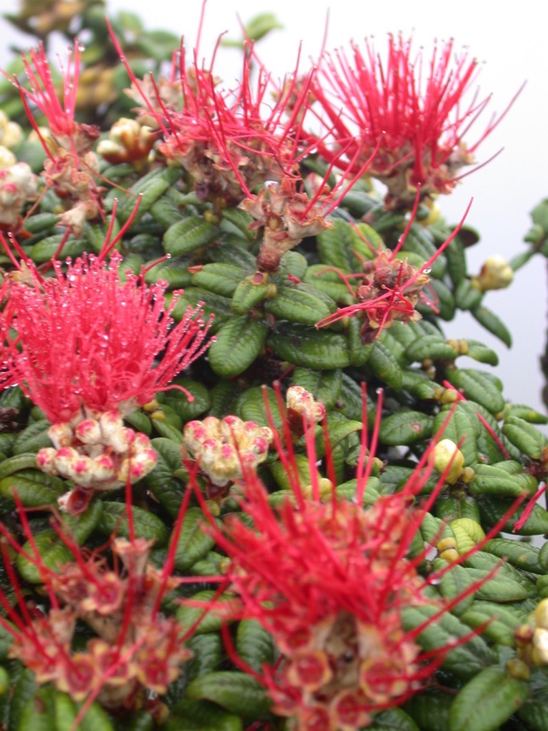 Lehua Papa photo 7