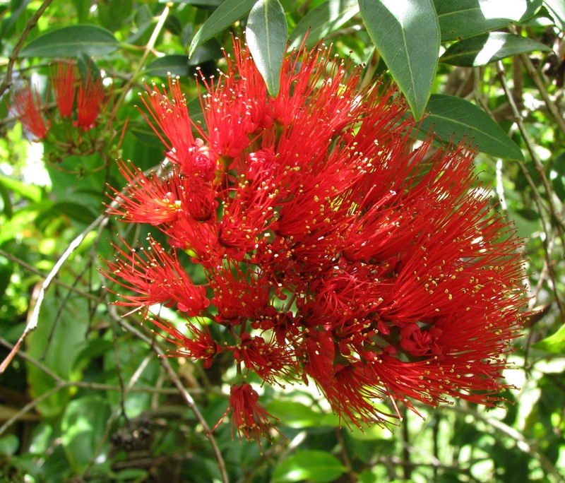 Lehua 'Ahihi