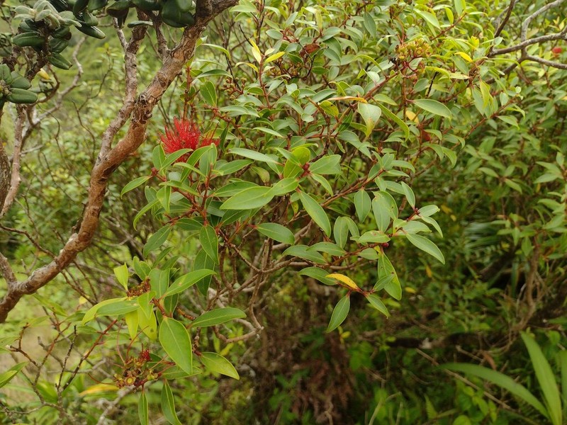 Lehua 'Ahihi