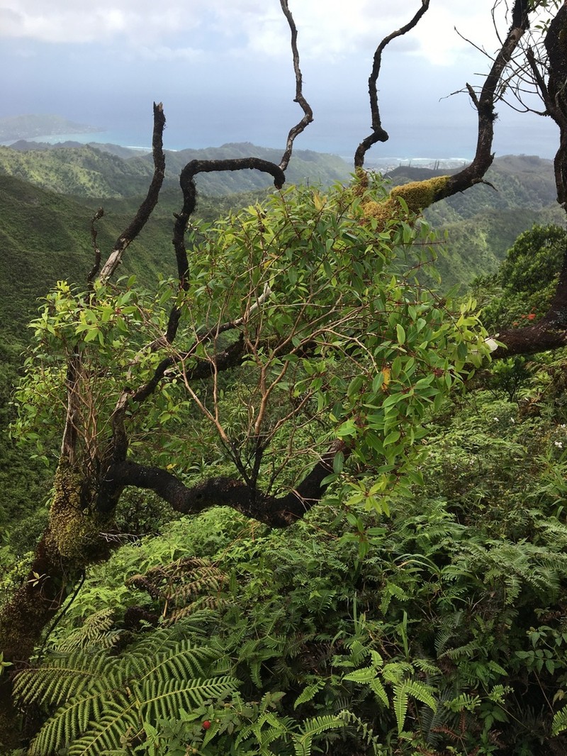 Lehua 'Ahihi photo 2