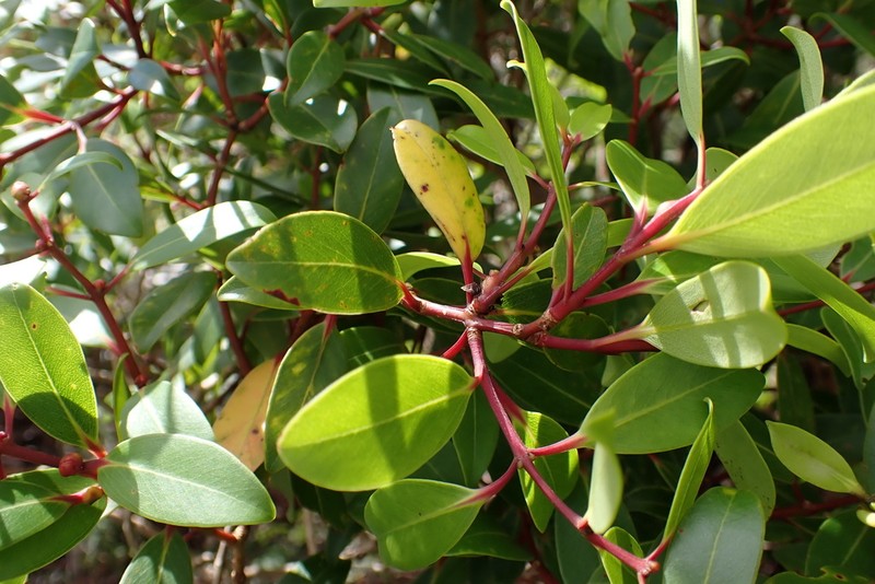 Lehua 'Ahihi photo 3