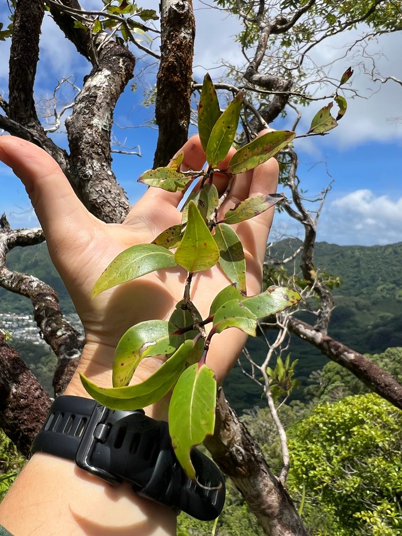 Lehua 'Ahihi photo 7