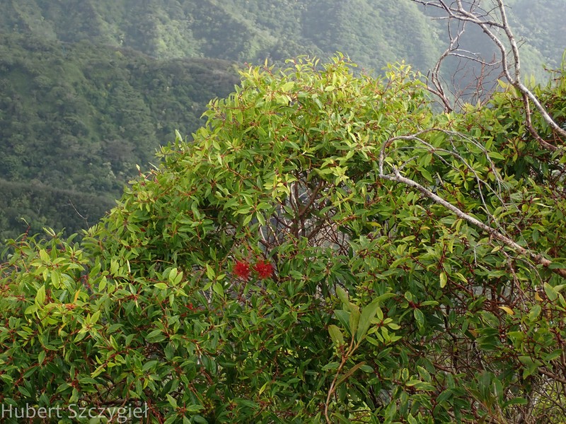Lehua 'Ahihi photo 8