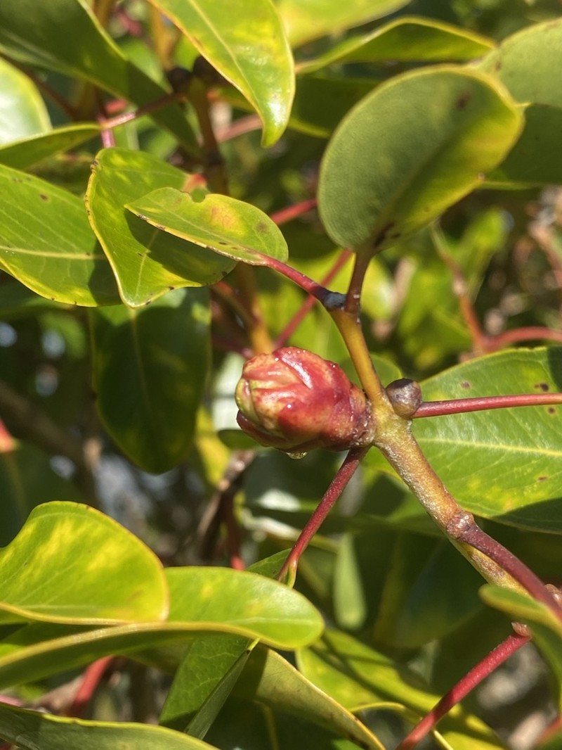 Kauai Bottlebrush