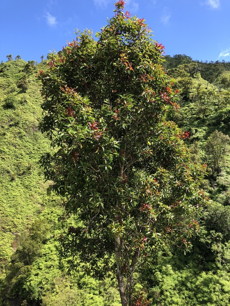 Kauai Bottlebrush photo 2
